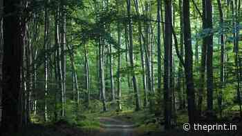 Poland’s border wall will cut Europe’s oldest forest in half - ThePrint