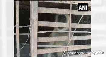 Maha forest dept captures two monkeys involved in killing over 250 dogs - Telangana Today