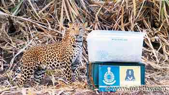 Junnar Forest Department leads the way for mom-cub reunions - mid-day.com