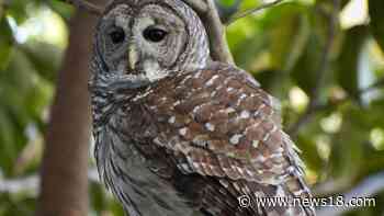 Bihar Man Rescues Rare American Barn Owl, Hands it Over to Forest Officials - News18