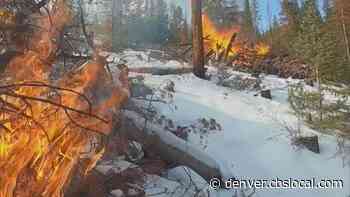 High Country Forest Crews Light Burn Piles In Preparation For Wildfires - CBS Denver