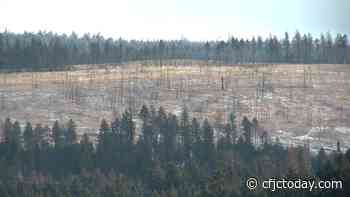 Clinton Community Forest salvaging burnt timber from 2017 Elephant Hill fire - CFJC Today Kamloops