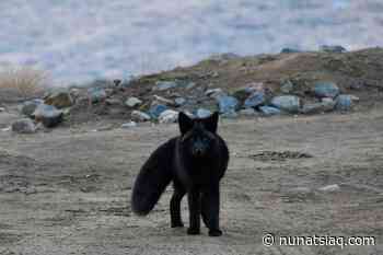 Fox tests positive for rabies in Igloolik - Nunatsiaq News