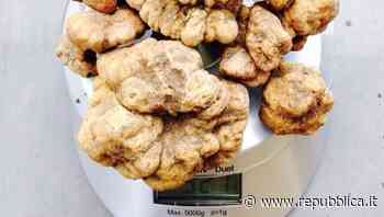 La cerca dei tartufi in Calabria: "Non c'è solo Alba, esiste anche il Parco del Pollino" - La Repubblica