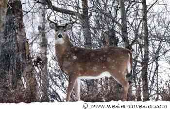 St. Albert to expand by 3700 acres in January - Western Investor