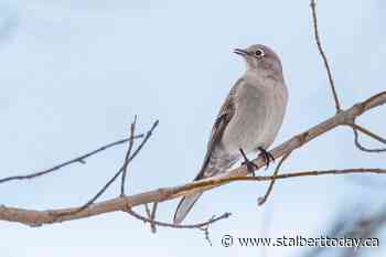 Christmas Bird Count wings into St. Albert - St. Albert Today