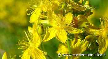 L’erba di San Giovanni alleata contro le rughe e con proprietà antibiotiche, cicatrizzanti, e purificanti - corriereadriatico.it