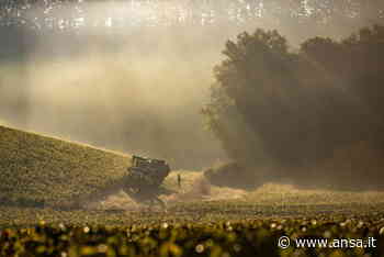 Erba medica, fissato il prezzo per campagna 2021 - Mondo Agricolo - Agenzia ANSA