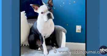 Dog Alerts Mom To Struggling Baby, Makes Unbelievable Rescue