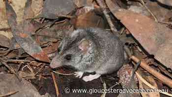 Kangaroo Island wildlife bouncing back - Gloucester Advocate