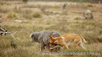 Decision on whether to reintoduce dingoes to The Grampians imminent - Gloucester Advocate