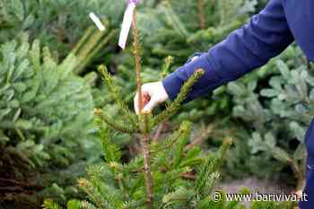 Quattro alberi di Natale da 7 metri per Carbonara, è il dono di Amiu - BariViva