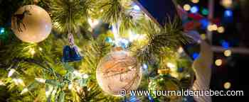 Un couple découvre un serpent dans son sapin de Noël
