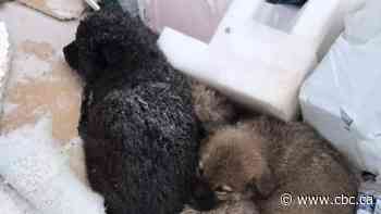 Volunteers of dog rescue scour Sask. garbage dump to rescue litter of puppies