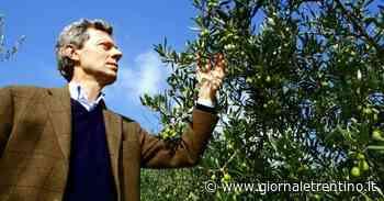 L'olio extravergine più premiato al mondo? È del lago di Garda - Trentino