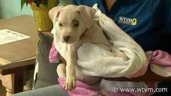 Columbus shelter seeking donations for animals with medical needs - WTVM