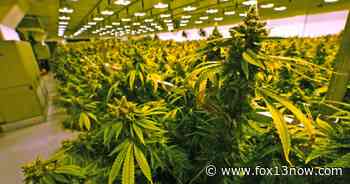 Utah Department of Health to speed up medical cannabis expansion - fox13now.com
