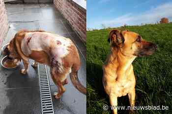 “Ze beten in haar alsof ze een biefstuk was”: Zena overleeft ternauwernood razende aanval van twee loslopende honden