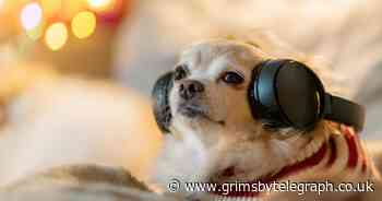 Guide Dogs reveal top 10 Christmas songs for dogs - Grimsby Live