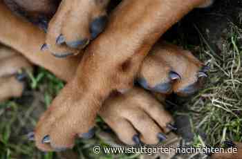 Darmstadt/Ravensburg - Mutmaßlich illegaler Hundewelpen-Handel aufgedeckt - Stuttgarter Nachrichten