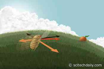 Navigation Neuroscience: How a Fly’s Brain Calculates Its Position in Space