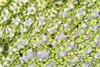 Earth’s Most Important Biochemical Reaction: Photosynthesis Breakthrough for Increasing CO2 Uptake in Plants