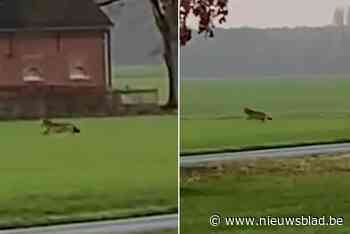 Beelden opgedoken van wolf 'Klaas(je)' in Kalmthout: “Vermoedelijk de wolf die schapen doodbeet” - Het Nieuwsblad