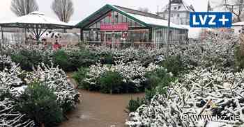 Viola Helm ist in Oschatz Herrin über 1000 Tannen, Kiefern und Fichten - lvz.de