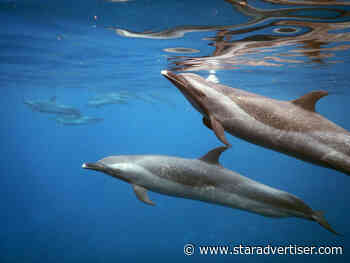 U.S. Sen. Brian Schatz opposes daytime bay closures to protect dolphins