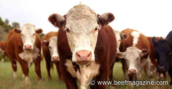 Beef, dairy farmers win with new processing plants