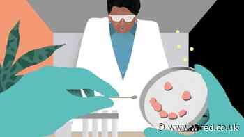 Can Brain Organoids Be ‘Conscious’? Scientists May Soon Find Out