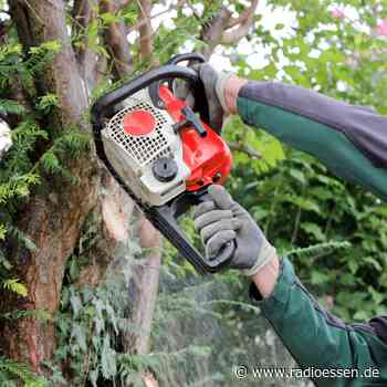Essen: Knapp 60 gefährliche Bäume müssen weg - Radio Essen