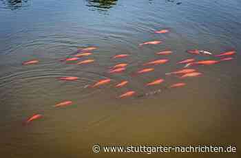 Kernen im Remstal - Goldfischtod für den Naturschutz? - Stuttgarter Nachrichten