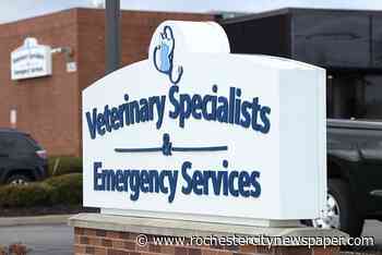 Workers at veterinary emergency hospital pursue a union
