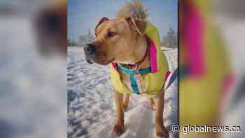 Ask the Expert: Keeping your pets safe during the holidays