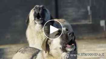 Ardea, branchi di cani invadono le strade. Cosa fare e chi chiamare - Il Faro online