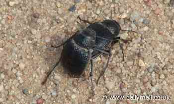 Male darkling beetles perform oral sex on females to increase chances of mating, study reveals