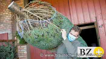 Weihnachten in Braunschweig: So bleibt der Weihnachtsbaum frisch