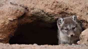 Climate change could mean some Arctic animals will be more vulnerable to disease spread by insects: researcher