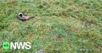 Ree mogelijk door wolf doodgebeten in Tielt-Winge: "Kan ook het werk zijn van een hond" - VRT NWS