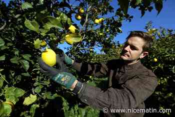 IGP, maturation, conservation, utilisations ... Tout ce que vous devez savoir sur la cueillette des citrons de Menton !