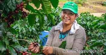 Con festival Zona de Los Santos celebra cosecha de café y rinde homenaje a indígenas Ngöbe Bugle - Periódico La República (Costa Rica)