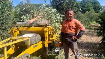 Can trees be farmed to create electricity? This man thinks it's only natural