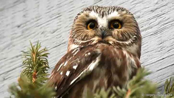More than a dozen injured owls admitted to Alberta wildlife rehab facility in the last month