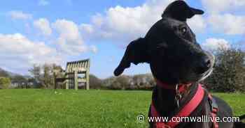 Unlucky dog Dillon finally has a family for Christmas after countless failed rehoming attempts - Cornwall Live