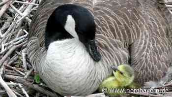 Vogelgrippe in Erlangen-Höchstadt: Angst vor Ansteckung wächst - Nordbayern.de
