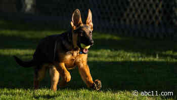 Bidens welcome new German shepherd puppy into the family