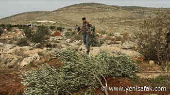 For many Palestinians, volunteer work helps build social solidarity - Yeni Şafak English