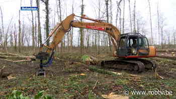 Volledig bos gekapt langs Steenweg op Holsbeek in Rotselaar - ROB-tv