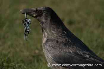 Humans Aren’t the Only Animals That Give Gifts